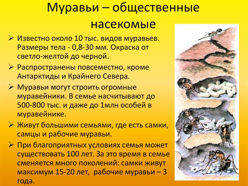 Проект пчелы и муравьи общественные насекомые