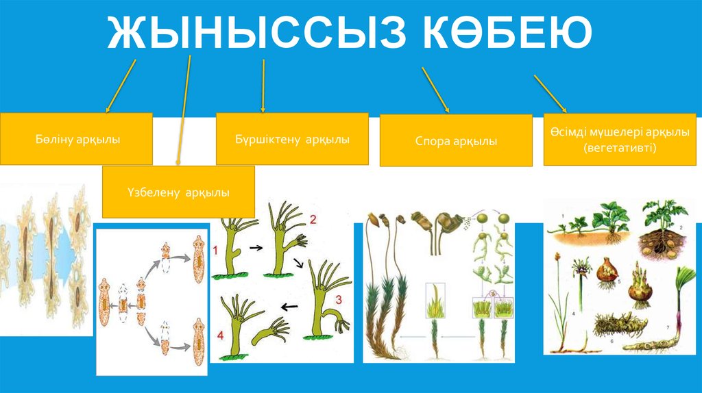 Өсімдіктердің көбеюі презентация