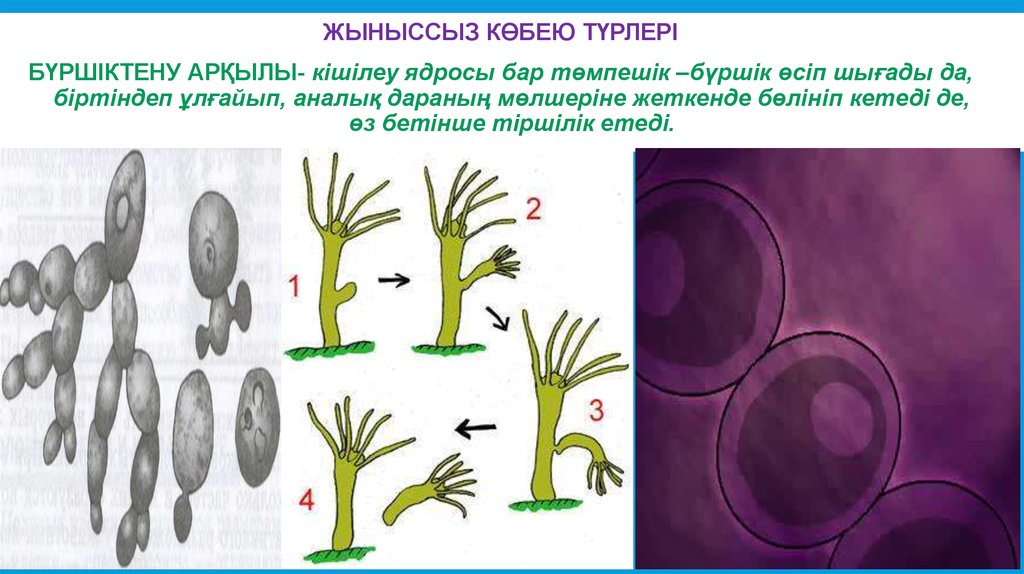 Өсімдіктердің көбеюі презентация