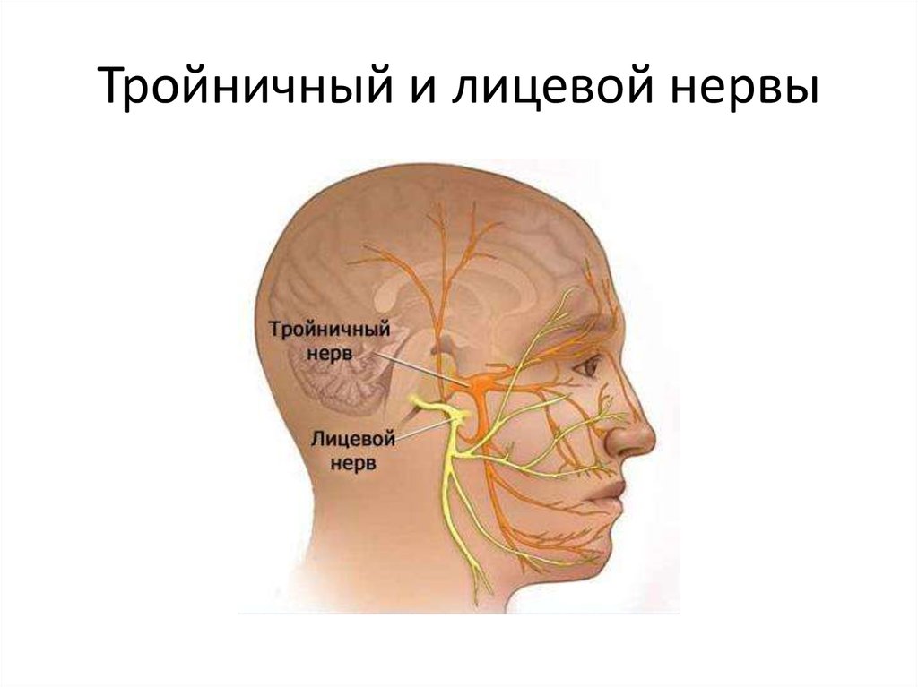 Троичный лицевой нерв. Тройничный нерв. Тройничный нерв на лице. Лицевой и тройничный нервы.