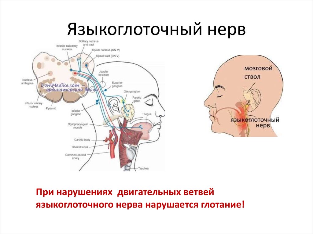 Языкоглоточный блуждающий нерв. Языкоглоточный нерв неврология схема. Зона иннервации языкоглоточного нерва. Иннервация языкоглоточного нерва схема. Схема языкоглоточного нерва анатомия.