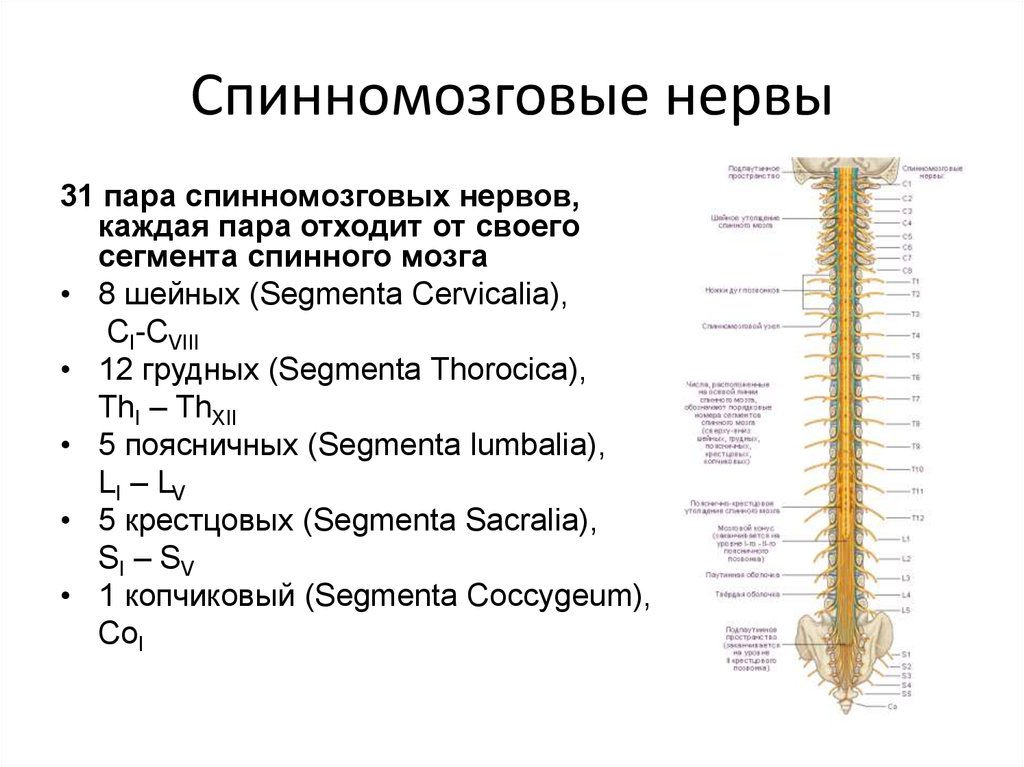 Строение спинного нерва. Схема образования сплетений спинномозговых нервов. Сплетения спинномозговых нервов схема. Строение нервной системы человека спинной мозг. Строение спинного мозга спинномозговые нервы.