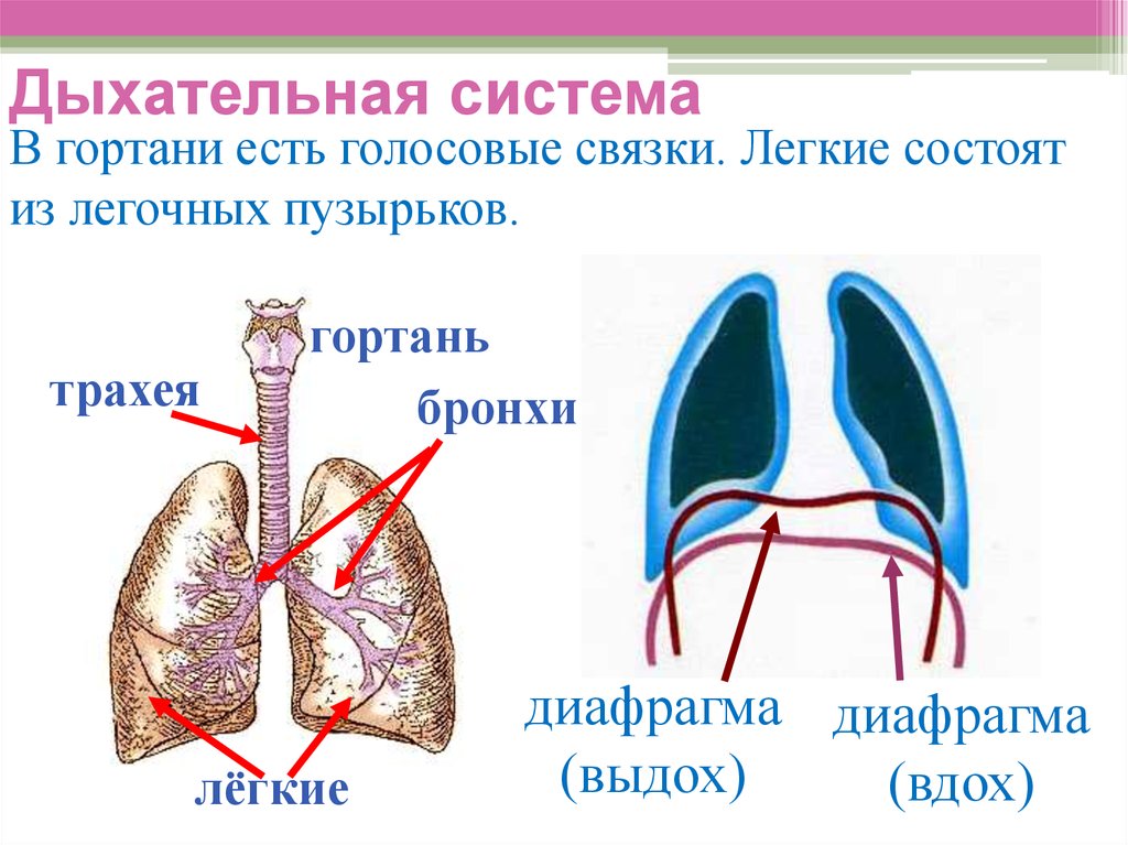 Легкие млекопитающих рисунок