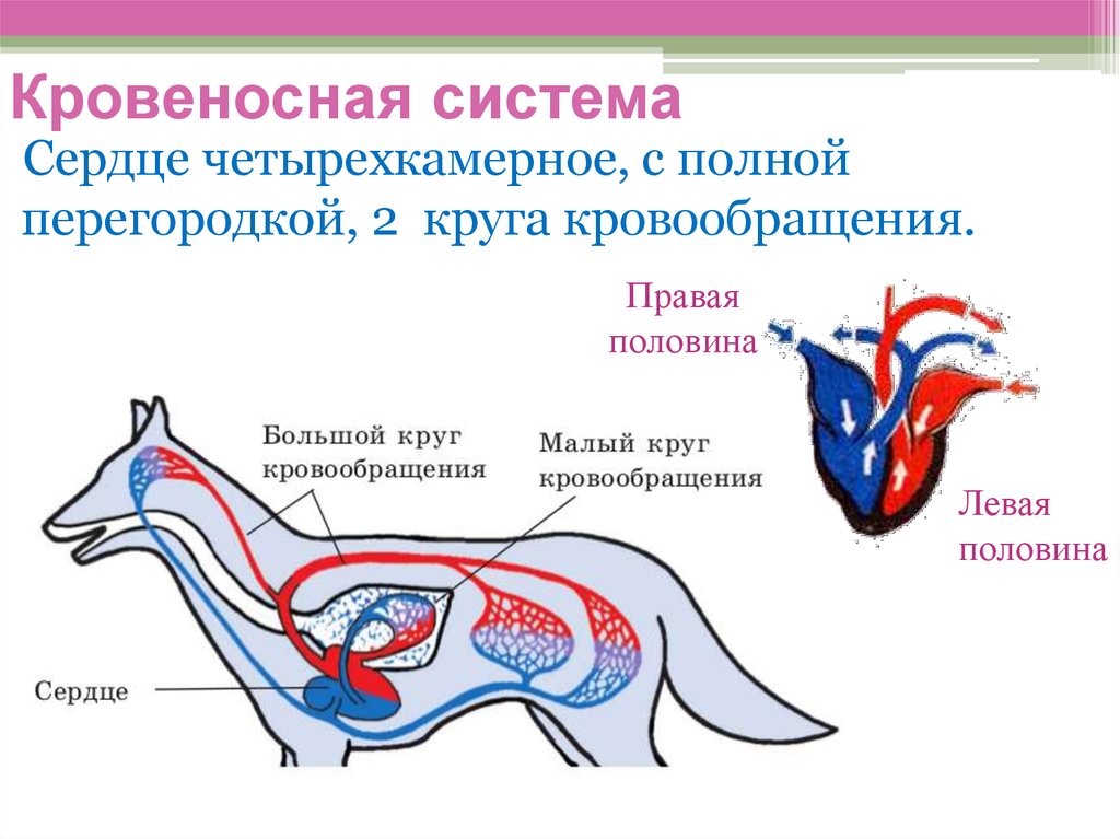 Внутреннее строение и жизнедеятельность млекопитающих. Внутреннее строение млекопитающего кровеносная система собаки. Строение кровеносной системы млекопитающих. Внутреннее строение млекопитающих 7 класс биология. Внутреннее строение млекопитающих схема.