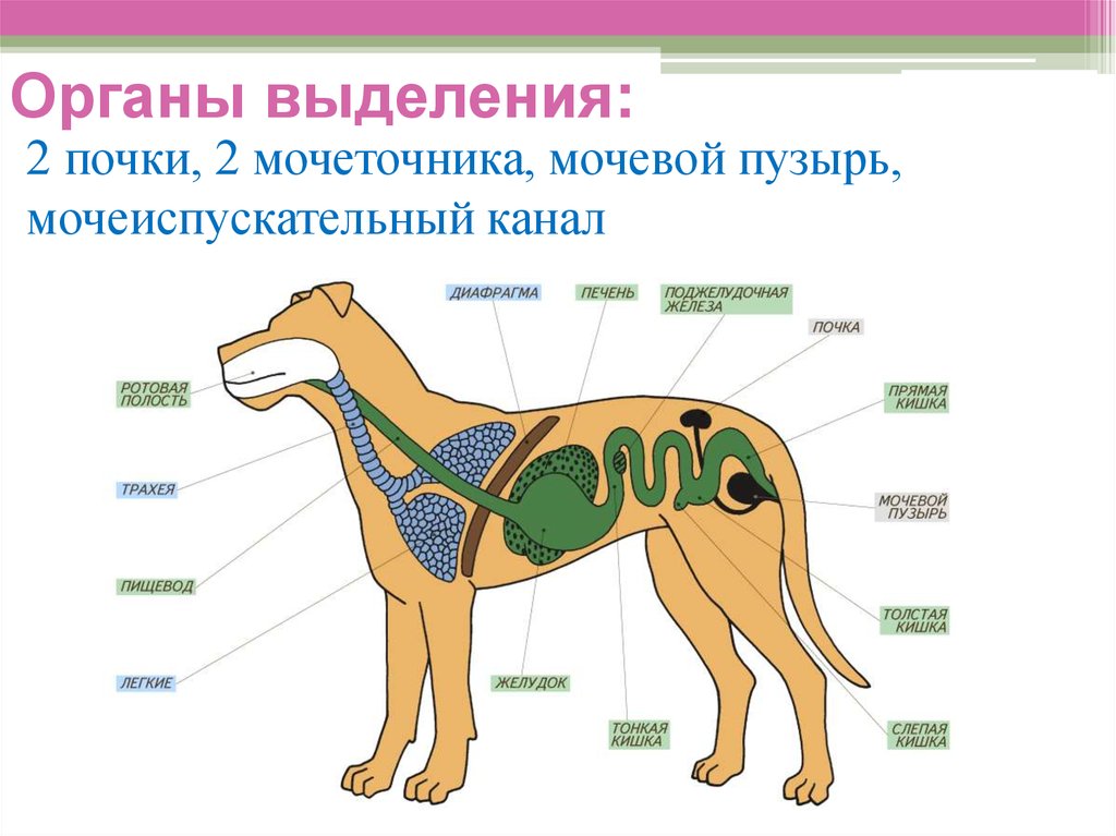 Схема систем органов млекопитающих - 80 фото