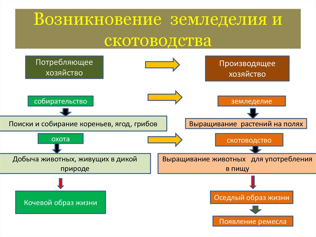 Почему хозяйство. Возникновение земледелцы и скотовотство. Возникновение земледелия и скотоводства. Причины возникновения земледелия и скотоводства. Причины возникновения земледелия.