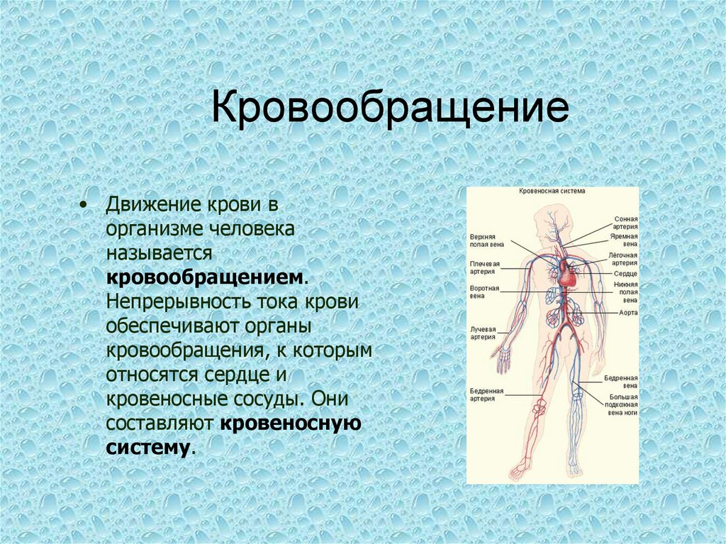 Непрерывное движение крови по организму. Кровеносная система биология 8. Кровеносное система челорвека. Строение системы кровообращения. Органы кровеносной системы человека.