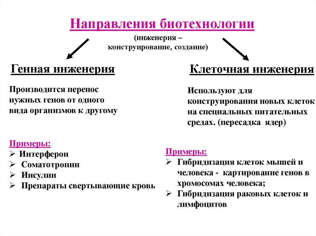 Полиплоидия презентация 10 класс