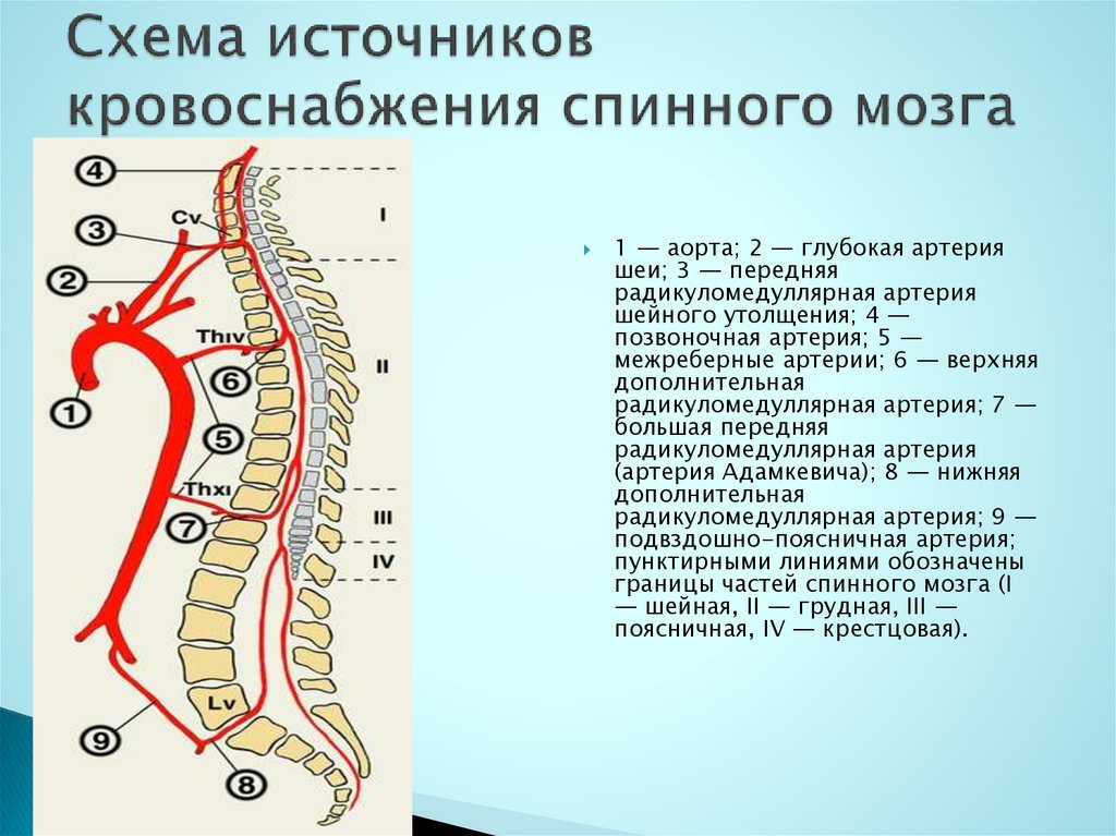 Схема источников кровоснабжения спинного мозга