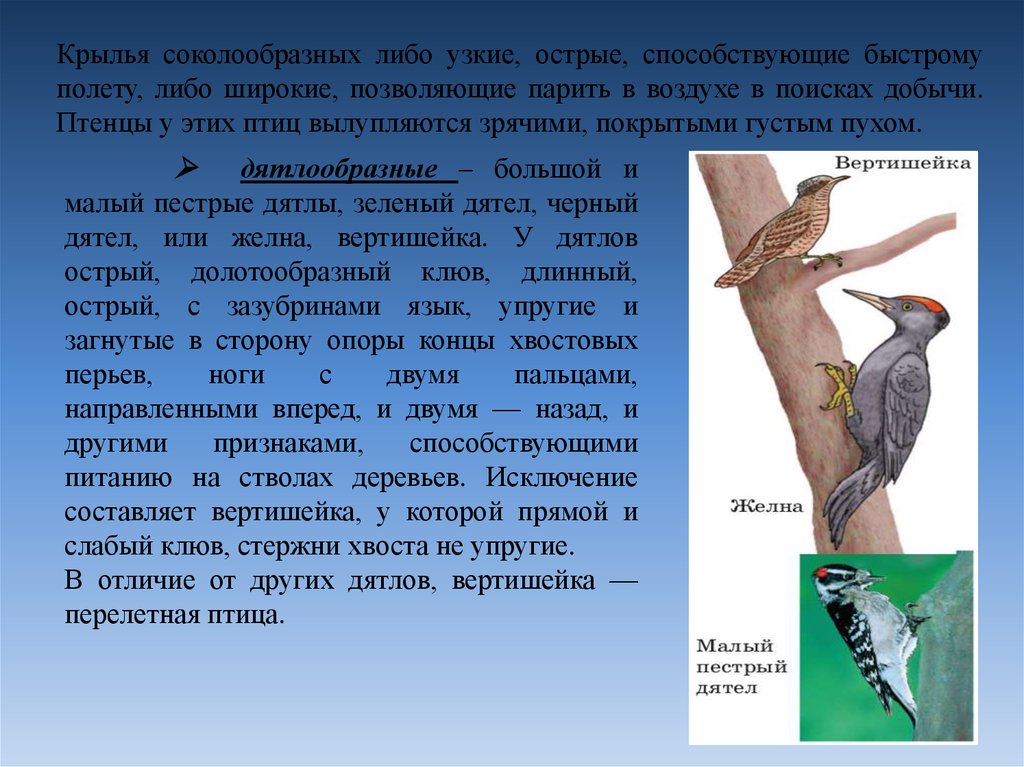 Птицы время появления. Дятлообразные птицы характеристика. Дятел Перелетная птица или. Дятел вертишейка. Дятлообразные птицы Тип развития птенцов.