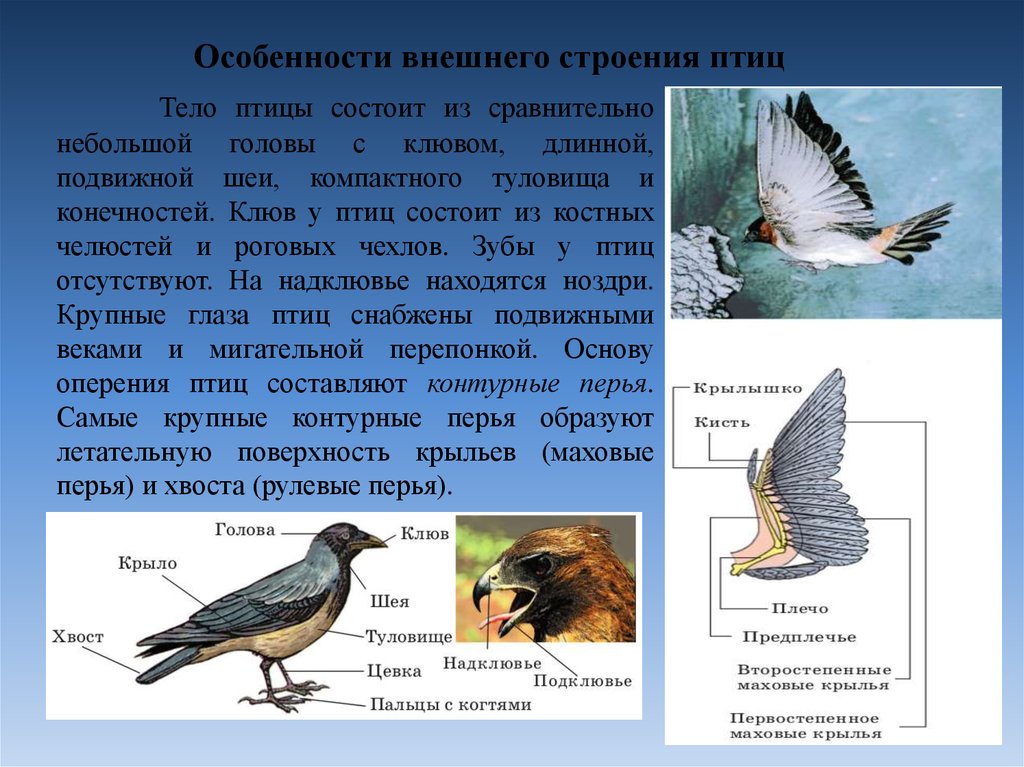 Тест по биологии 7 класс строение птиц. Особенности строения птиц. Внешнее строение птиц. Характеристика птиц. Строение тела птицы.
