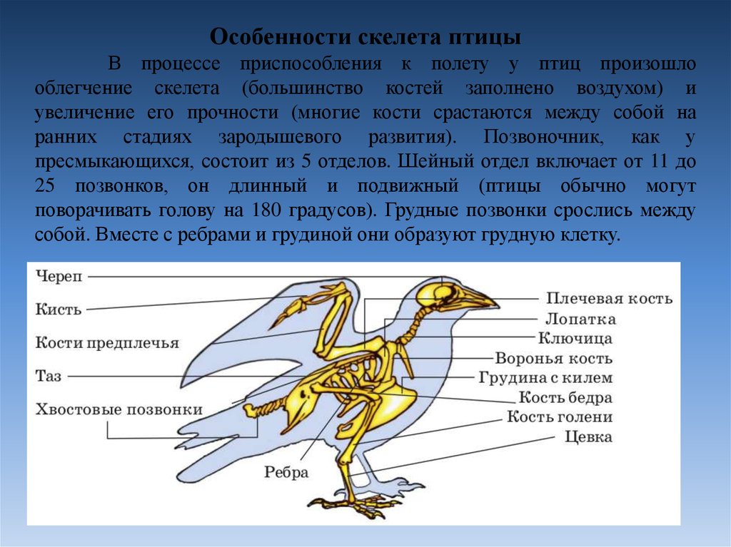 Скелет птиц приспособлен у птиц кости. Строение скелета птицы. Приспособления птиц. Приспособления птиц к полету. Приспособление скелета птиц к полету.