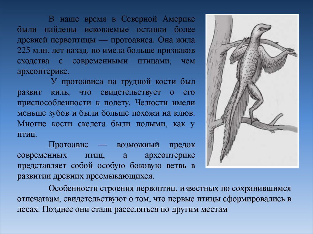 Сходные признаки птиц и пресмыкающихся. Протоавис и Археоптерикс. Протоавис предок птиц. Древние предки современных птиц. Переходная форма между пресмыкающимися и птицами.