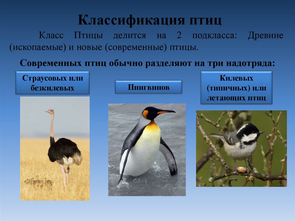 Заполните схему классификация птиц