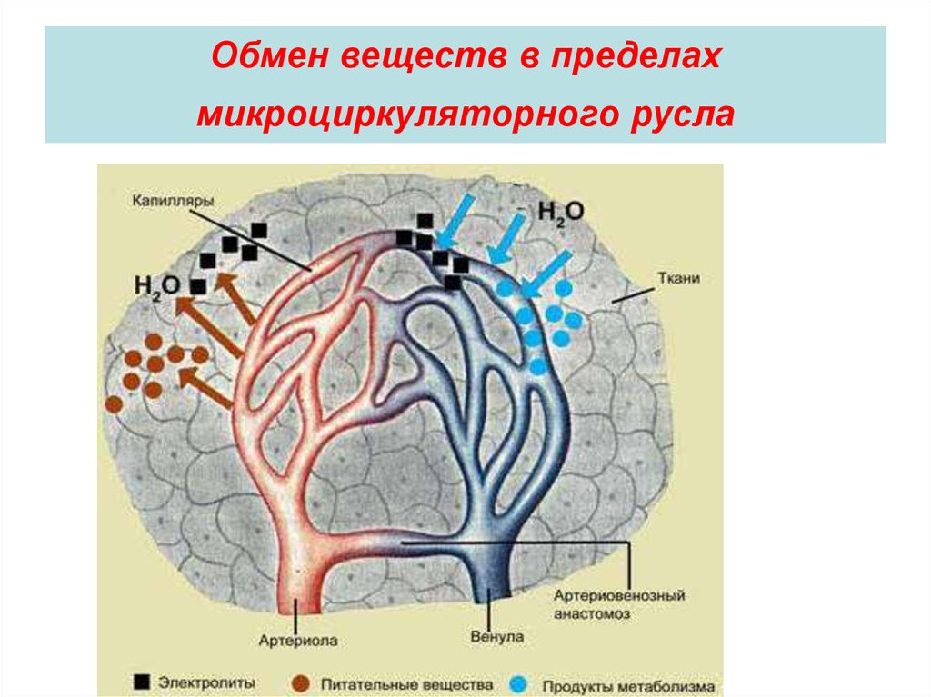 Микроциркуляторное русло гистология рисунок