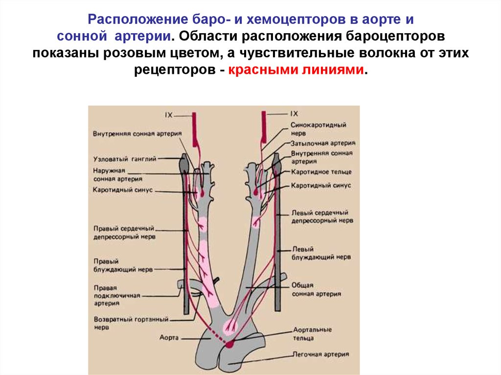 Хеморецепторов дуги аорты