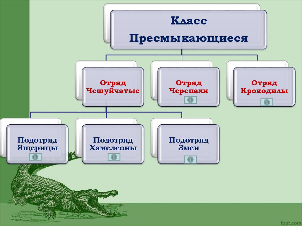 Рептилии 7 класс