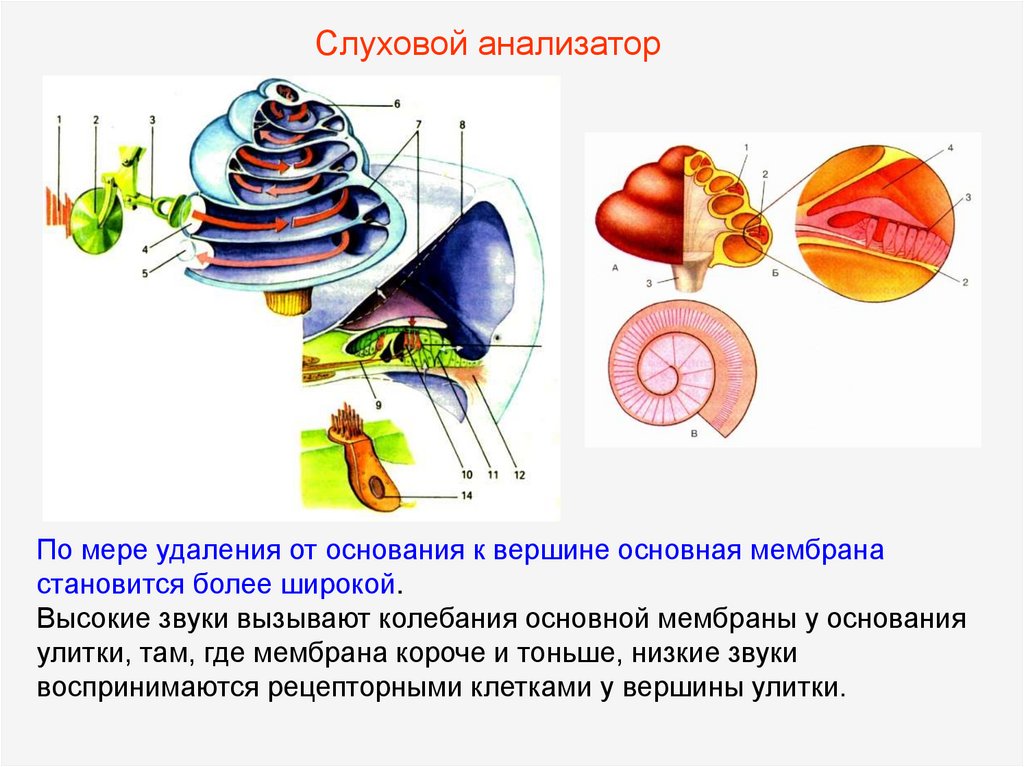 Вестибулярная мембрана. Рецепторные клетки вестибулярного анализатора. Основная слуховая мембрана. Вкусовой и обонятельный анализаторы. Органы равновесия мышечного чувства