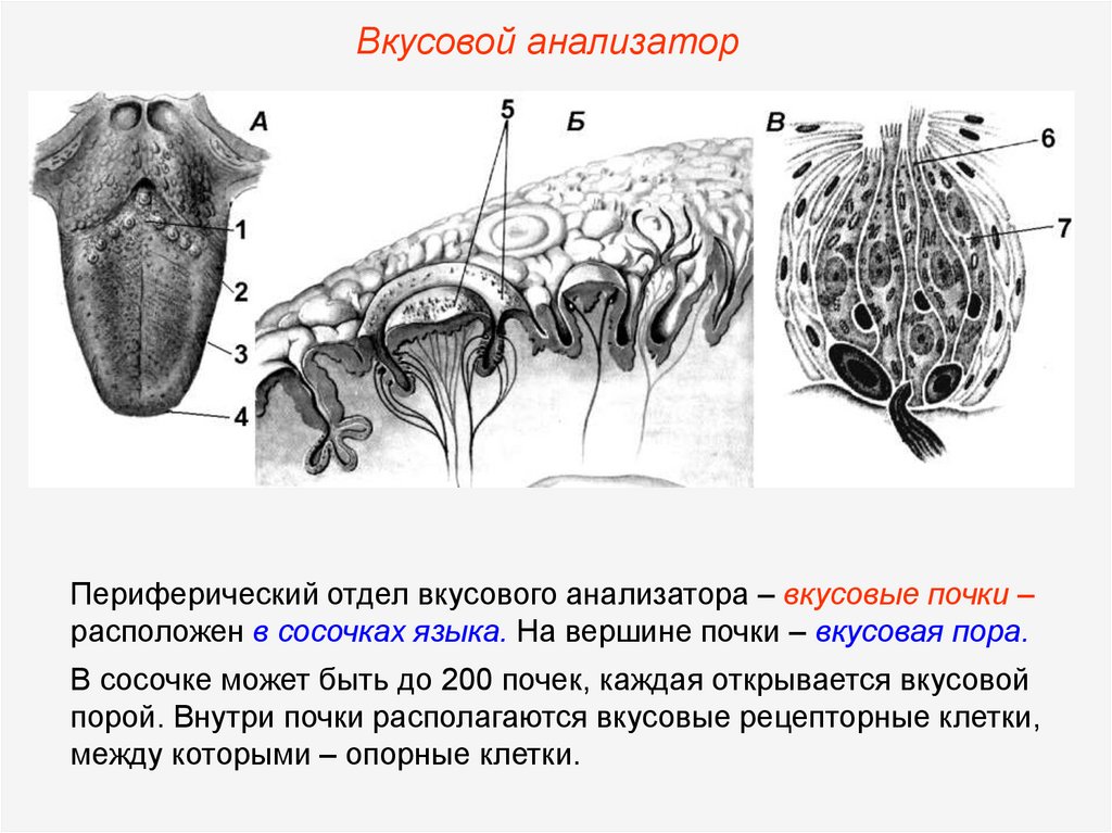 Презентация по теме вкусовой анализатор