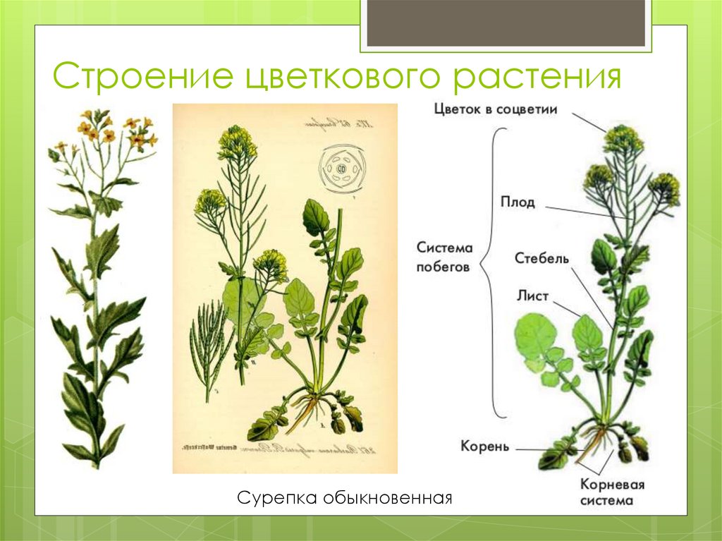 Лабораторная работа цветковое растение. Сурепка обыкновенная строение. Сурепка биология обыкновенная. Сурепка обыкновенная плод схема. Пастушья сумка строение растения.