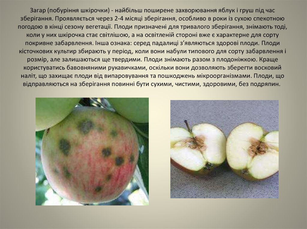 Загар (побуріння шкірочки) - найбільш поширене захворювання яблук і груш під час зберігання. Проявляється через 2-4 місяці