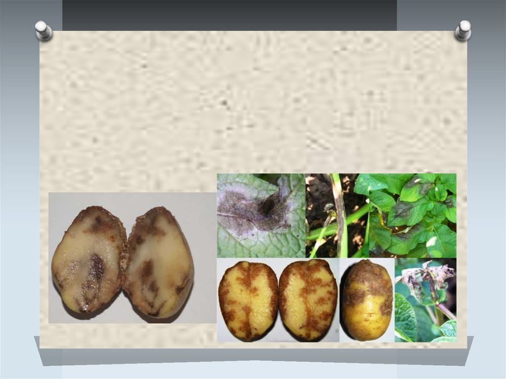 Картофель устойчивый к фитофторозу. Фитофтороз клубней картофеля. Фитофтора на картофеле. Фитофтора паразит картофеля. Фитофтора черешня.