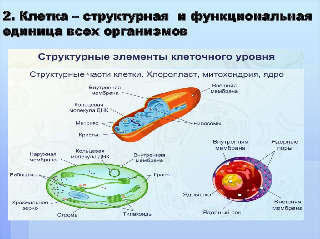 Элементарная структурная единица живого. Структурные элементы клеточного уровня. Клетка структурная и функциональная единица живого. Клетка структурная и функциональная единица всех живых организмов. Основные структурно функциональные элементы клетки.
