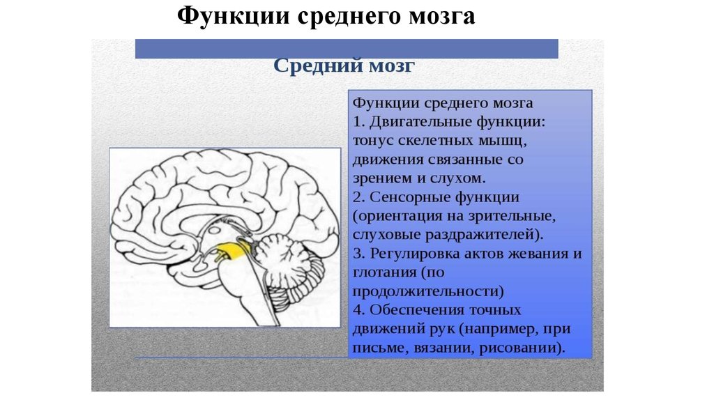 Мозг расположение и функции. Средний мозг структура и функции. Функции среднего мозга и промежуточного мозга. Основные центры среднего мозга. Функции мозжечка и среднего мозга.