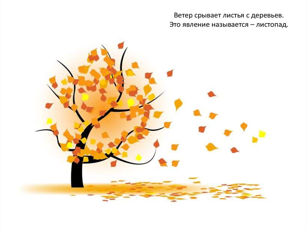 Ветер срывает листья с деревьев. Это явление называется – листопад.