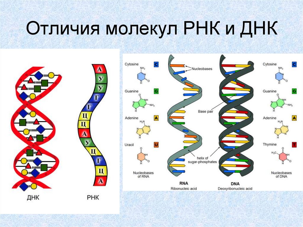 Нить рнк. Строение нуклеиновых кислот ДНК. Структура молекулы ДНК И РНК. Схема строения ДНК И РНК. Схема репликации молекулы ДНК.