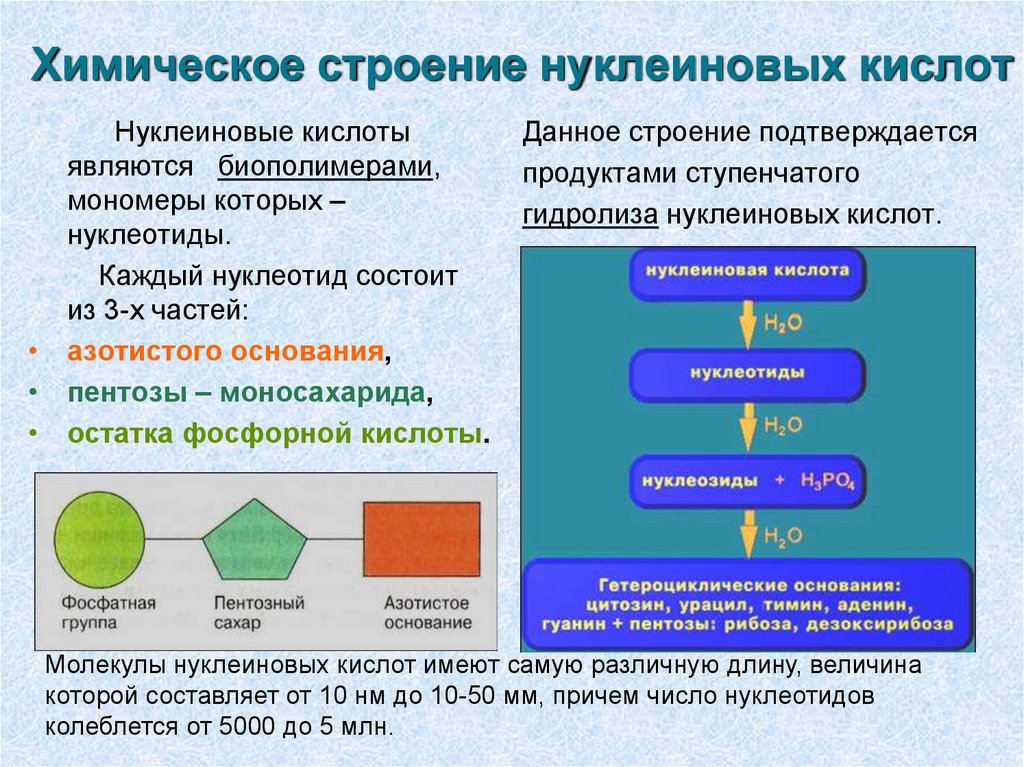 Строение нуклеиновых кислот презентация