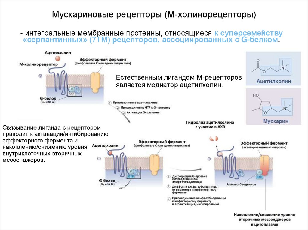 М холинорецепторы. Мускариновые холинорецепторы. Мускориловые ацетиловые рецепторы. Мускариновые ацетилхолиновые рецепторы. Мускариновые холинергические рецепторы.