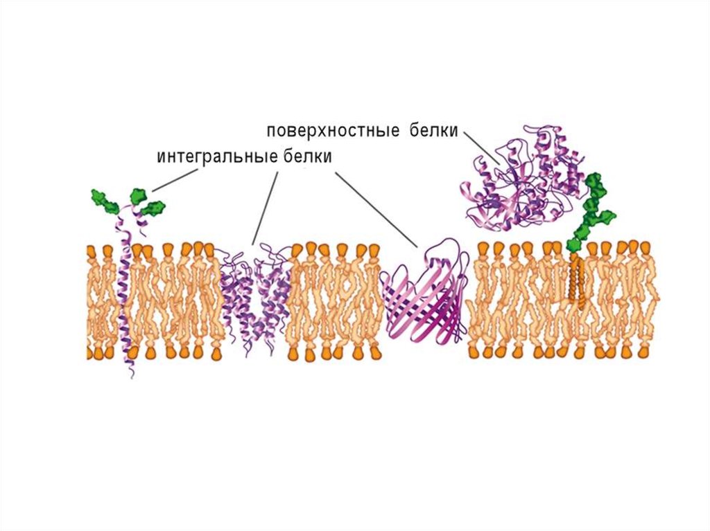 Интегральный белок. Интегральные белки полуинтегральные поверхностные. Поверхностные белки. Мембранная система клетки. Белки поверхностные полуинтегральные Интегральные функции.