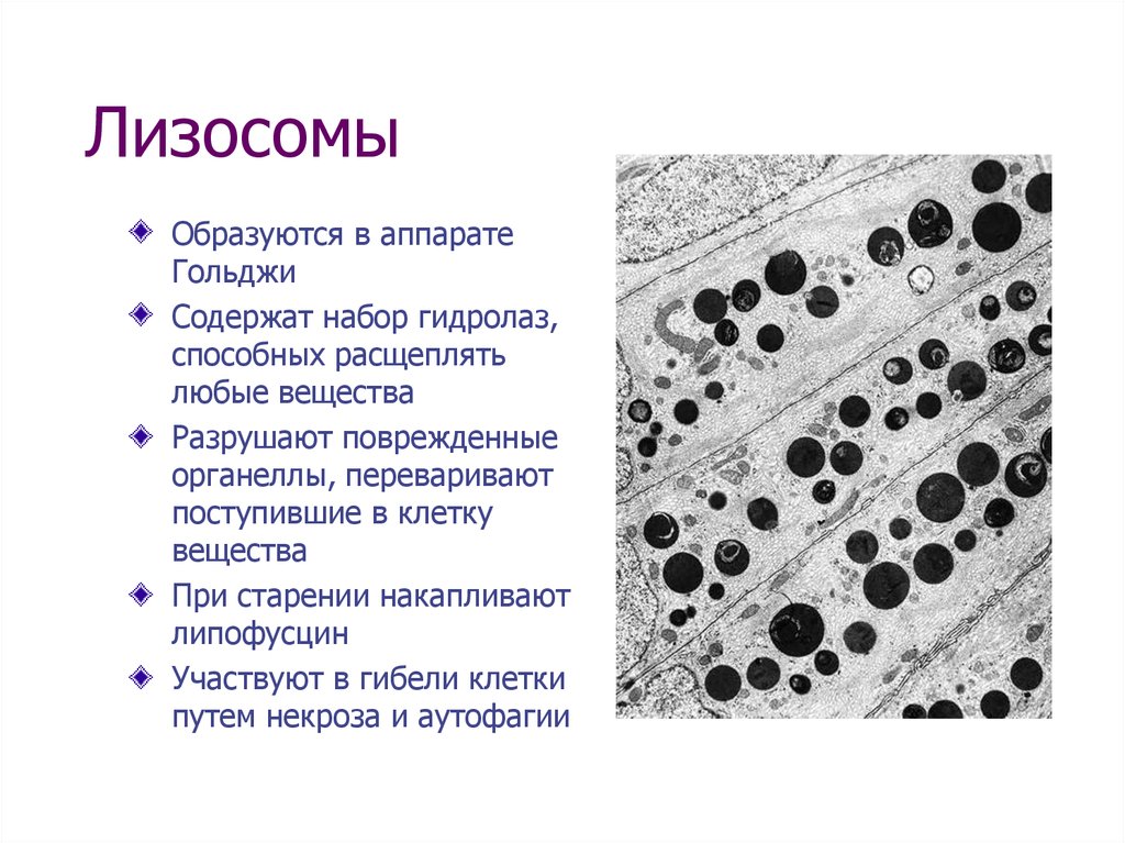 Лизосомы расщепляют. Мембранные структуры клетки лизосомы. Повреждение мембран лизосом. Микроскопическое строение лизосомы.