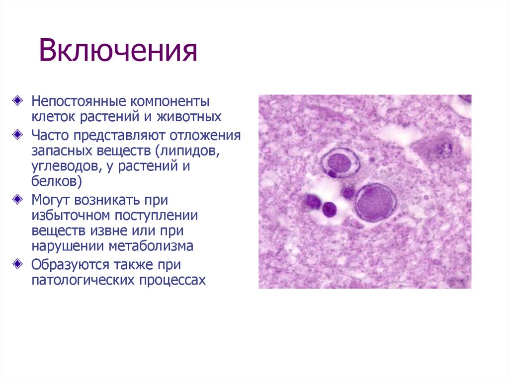 Включения функции. Включения животной клетки функции. Включения клетки строение и функции. Включения растительной клетки функции. Включения растительной клетки и животной клетки.