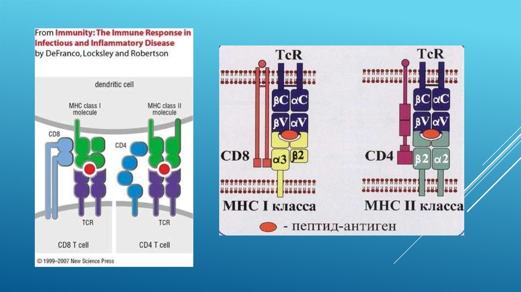 Mhc v13 схема