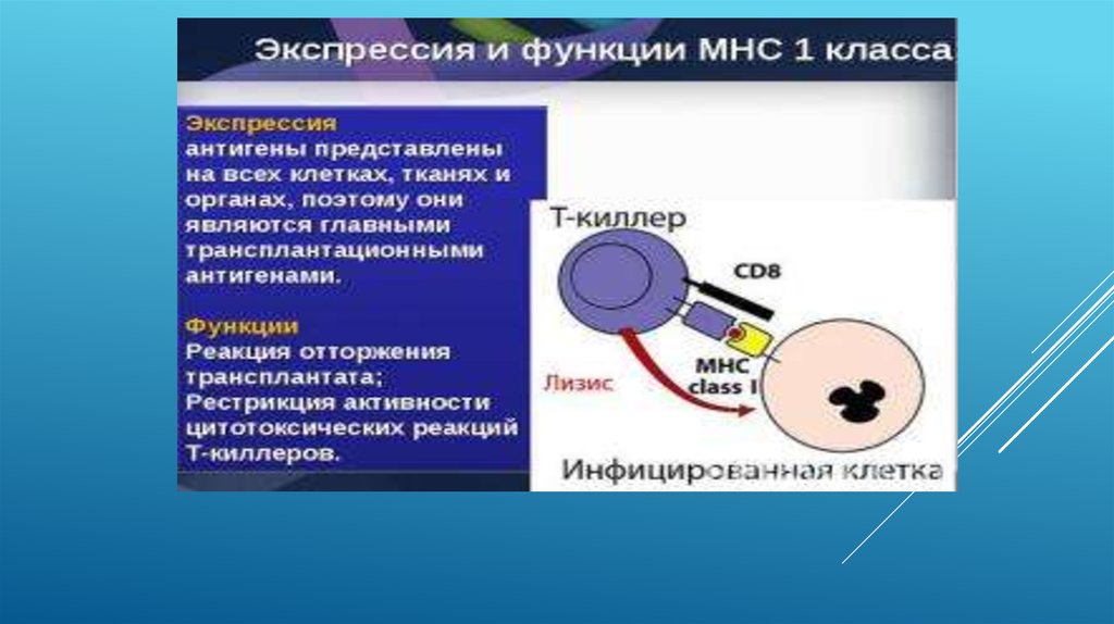 Диффузная экспрессия клеток. Антигены МНС. Функции МНС 1 класса. Антигены МНС класса i представлены:. Экспрессия антигенов это.