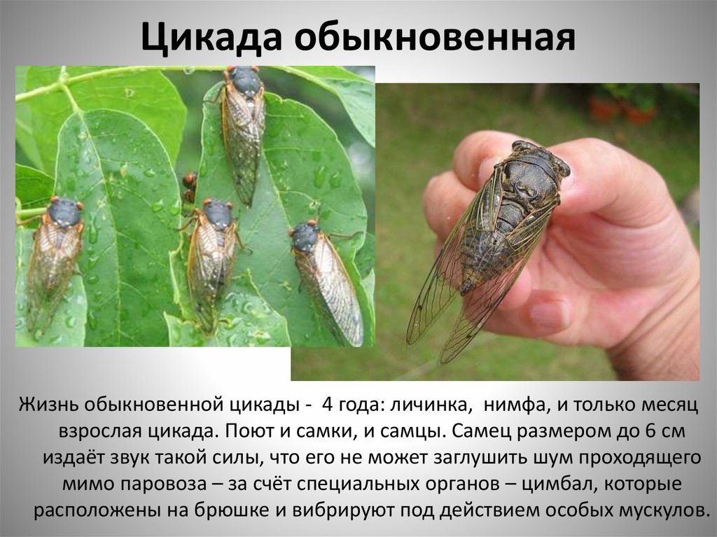 Какой тип развития характерен для цикады