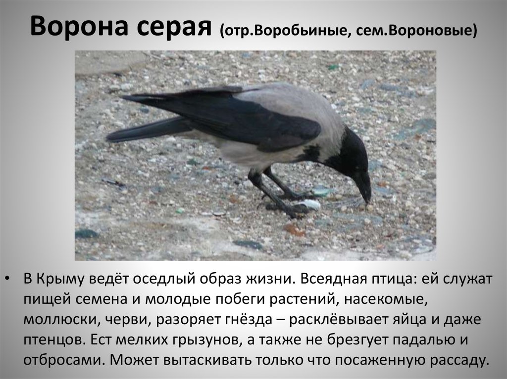 Соленая ворона в калининграде рецепт с фото