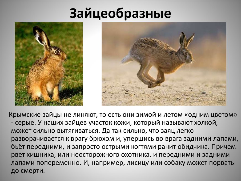 К какому классу относится кролик. Отряд зайцеобразные (Lagomorpha).. Отряды млекопитающих зайцеобразные. Зайцеобразные представители заяц. Зайцеобразные млекопитающие представители.
