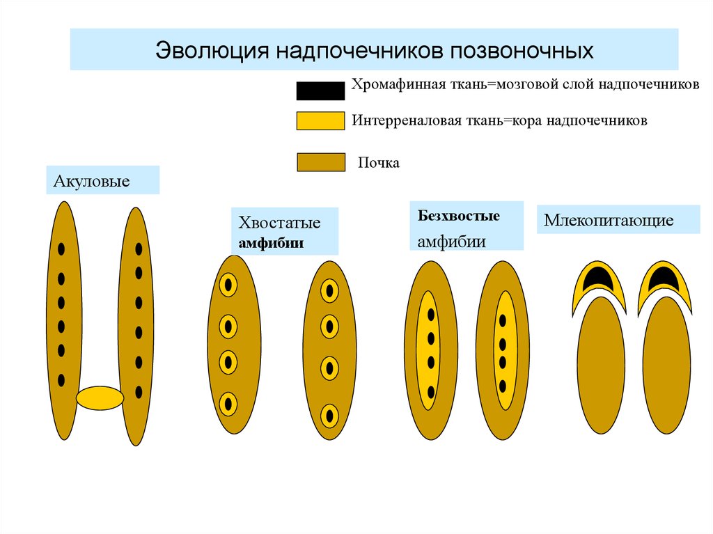 Надпочечники развиваются из. Эволюция надпочечников. Развитие мозгового вещества надпочечников. Источники развития надпочечников гистология. Надпочечники филогенез.