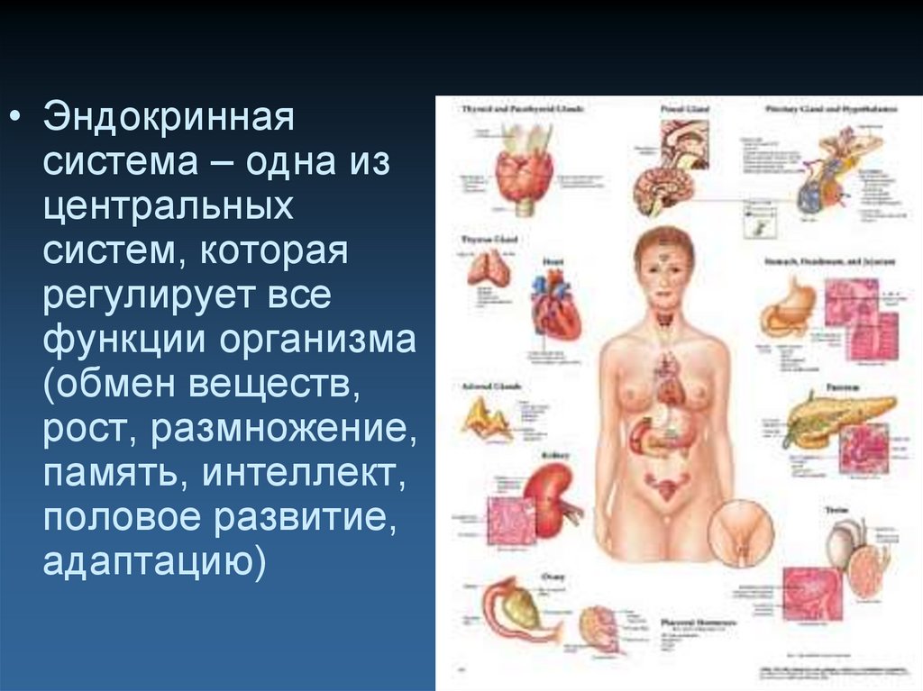 Эндокринные заболевания человека. Эндокринная система. Органы эндокринной системы. Эндокринная система человека заболевания. Эндокринная система человека анатомия.
