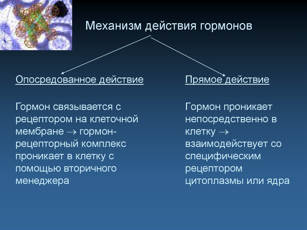 Чем обусловлена различная. Гормоны классификация механизм действия. Механизм действия гормонов. Механизм работы гормонов. Пханизс действа ягормон.