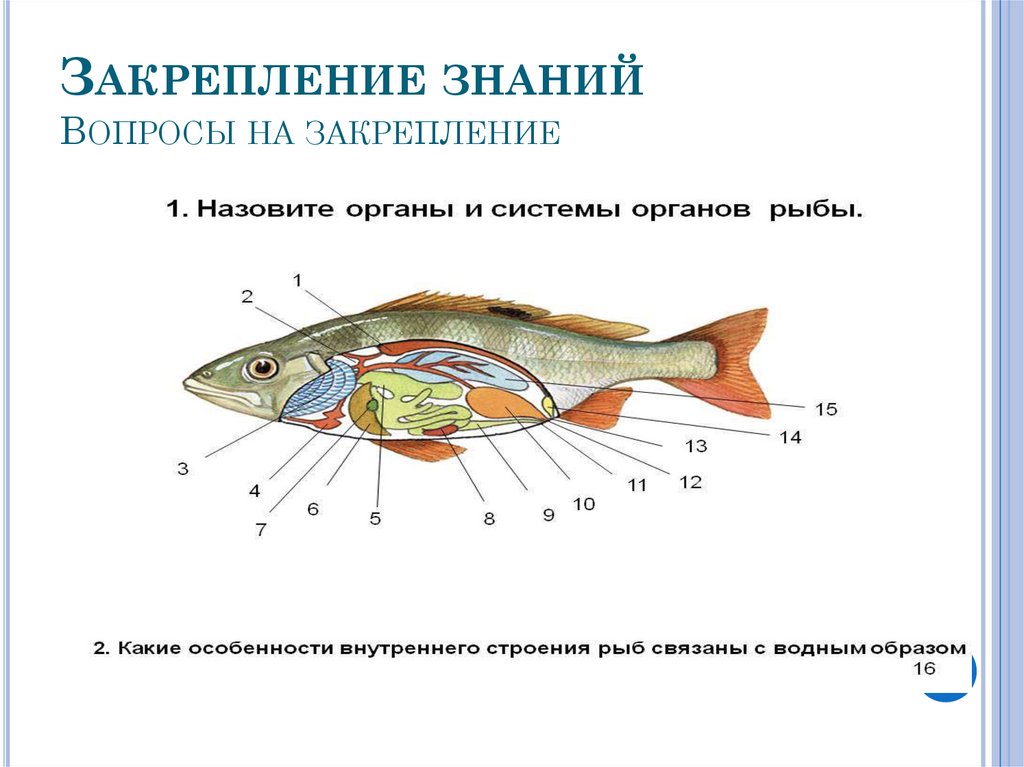 Внутреннее строение рыбы 7 класс рисунок с подписями