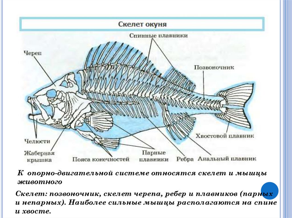 Рыба какой организм. Строение скелета костистых рыб. Внутреннее строение рыб опорно двигательная система. Костистые рыбы внутреннее строение скелет. Опорно двигательная система костных рыб.