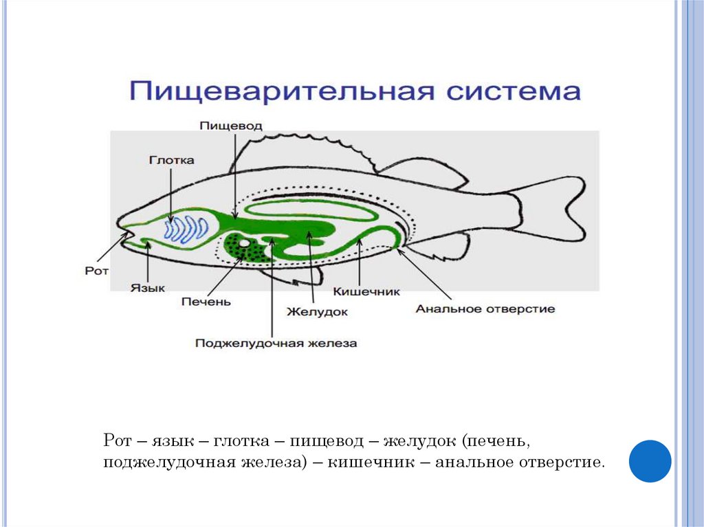 Пищеварительные органы рыб