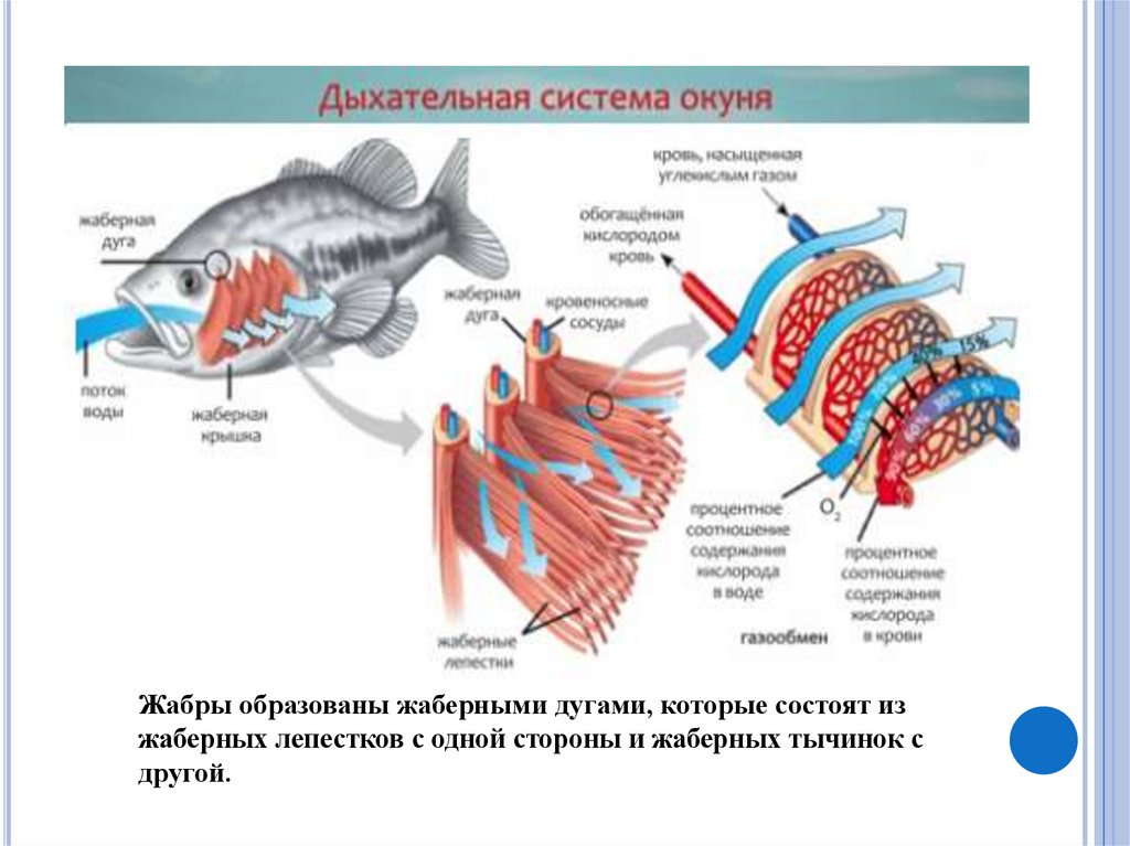 Органы дыхания жабры. Жабры рыбы строение. Жаберная дуга костной рыбы. Дыхательная система рыб 7 класс биология. Дыхательная система речного окуня.