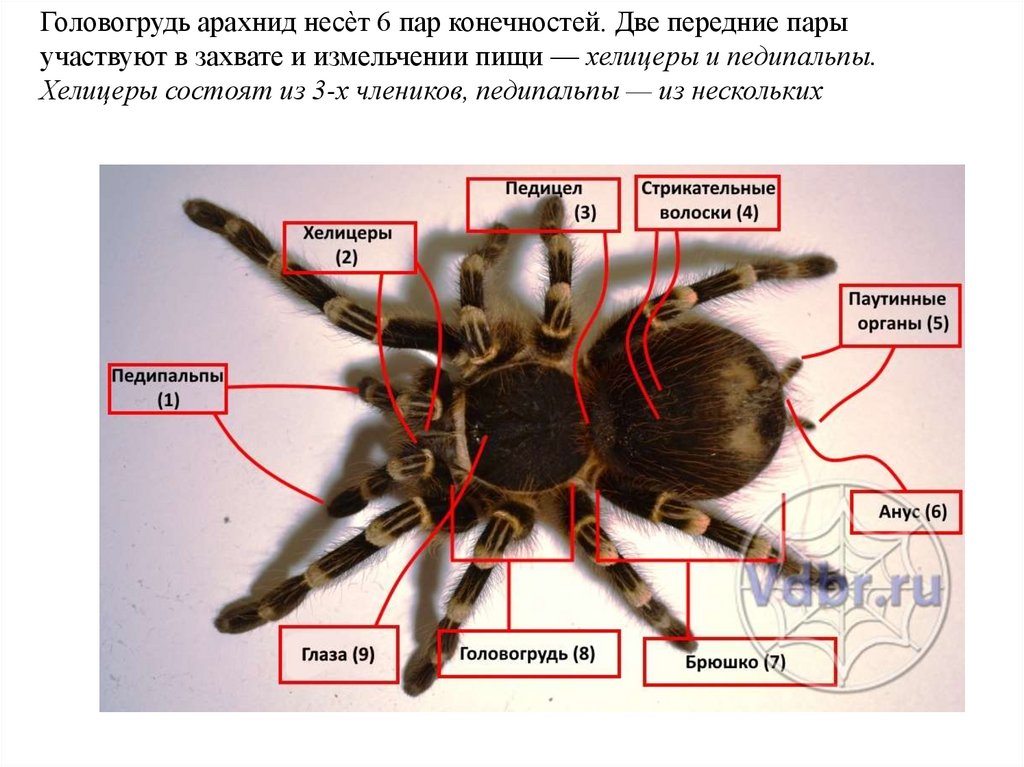 Хелицеры это. Строение паука птицееда. Внешнее строение паука птицееда. Хелицеры и педипальпы паука. Строение паука тарантула схема.