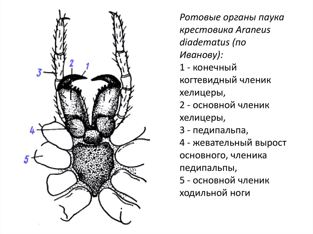 Строение паука крестовика 7 класс биология