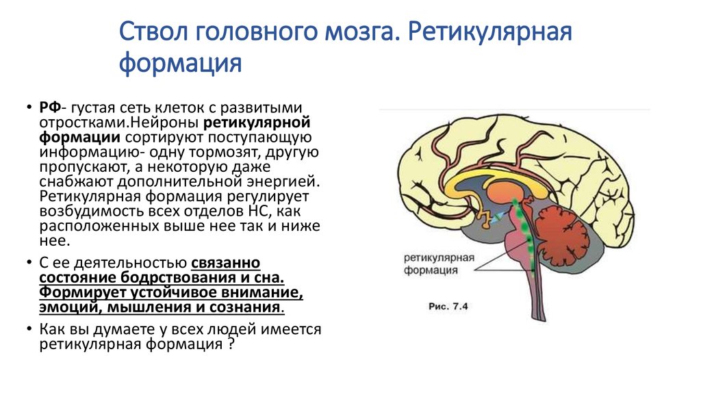 Какие отделы мозга входят в состав ствола. Отделы мозга, составляющие ствол мозга. Основные структуры ствола головного мозга. Ретикулярная формация ствола головного мозга. Структуры, составляющие ствол мозга..